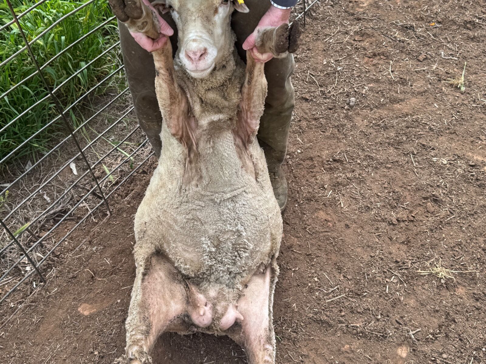 slider image