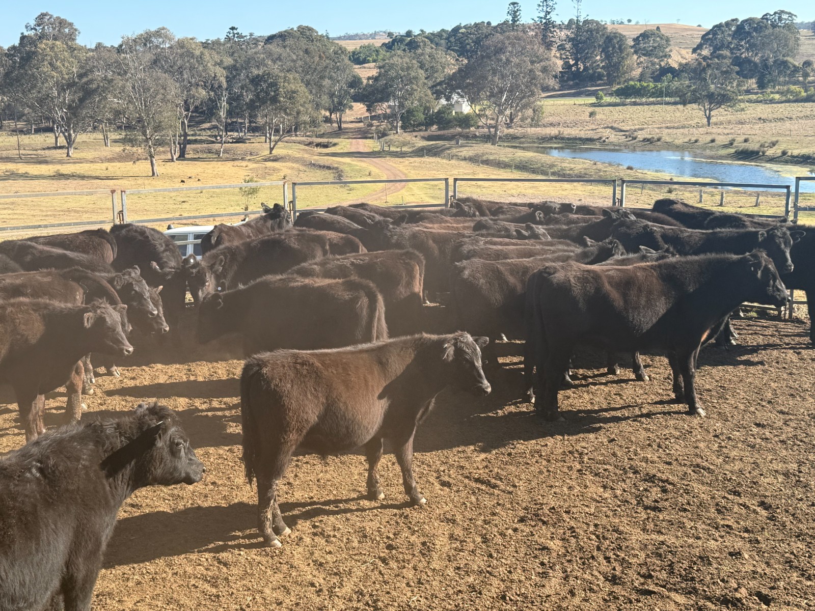 Lot 222 - 40 Backgrounder Steers | AuctionsPlus