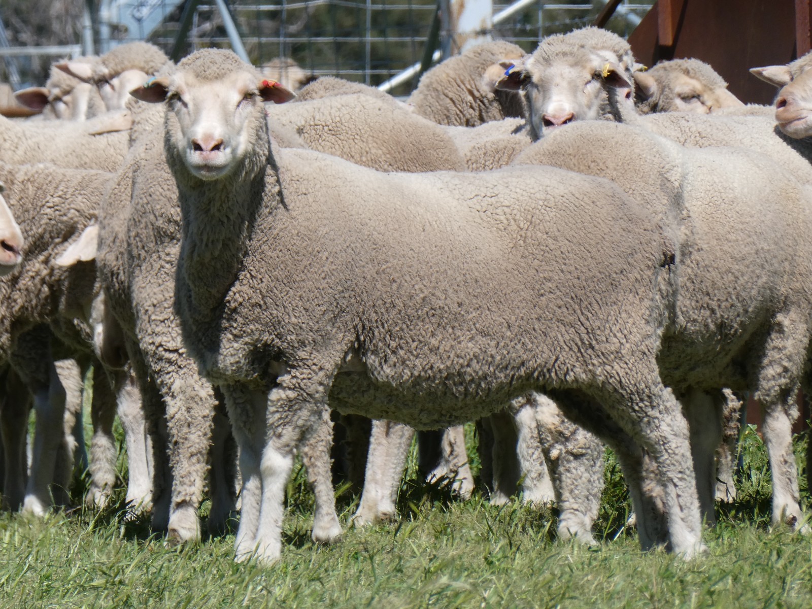 Lot G - 93 NSM Ewes | AuctionsPlus