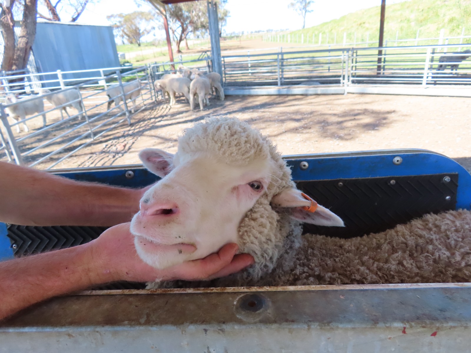 slider image