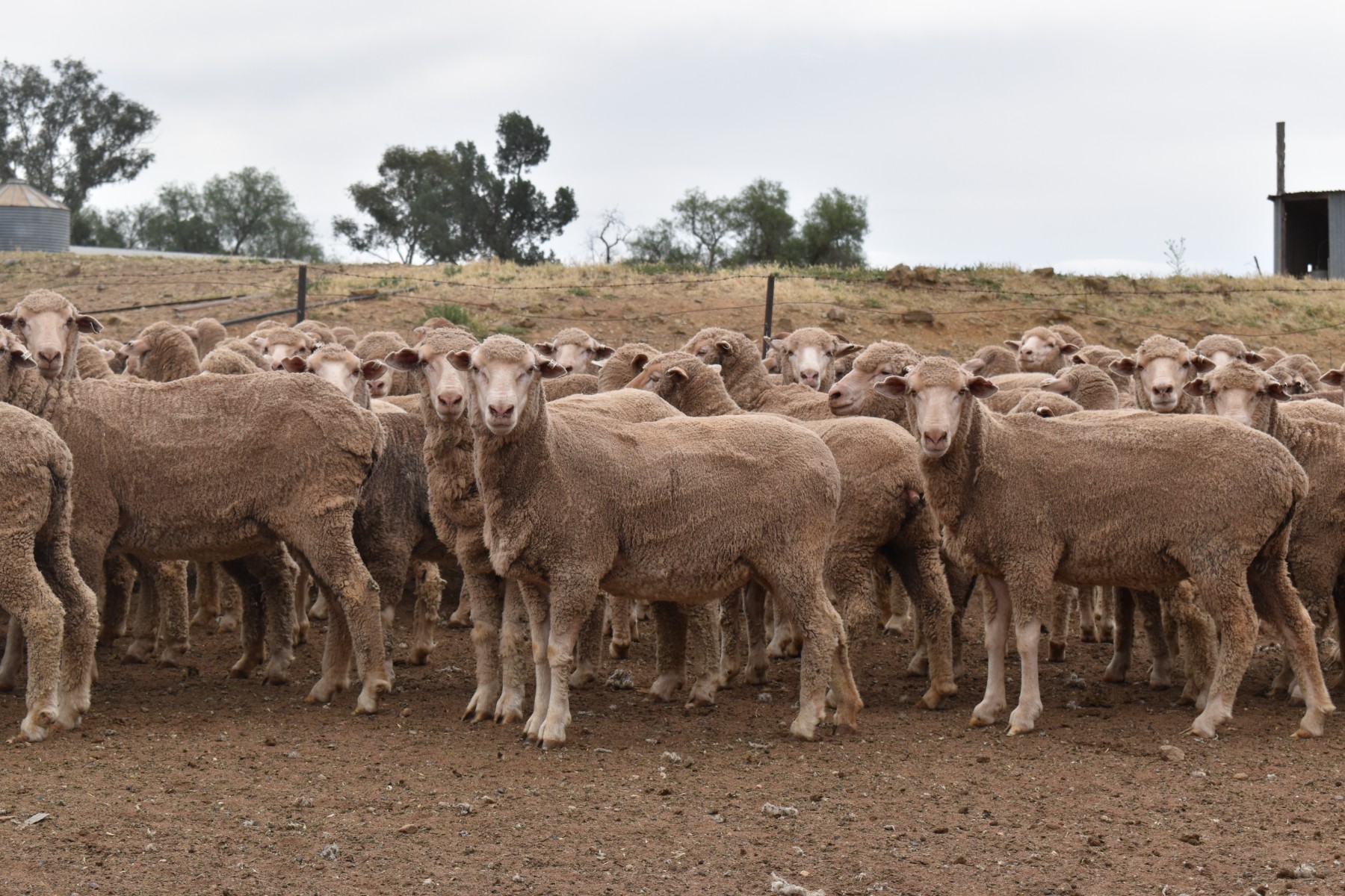 Tuesday Graph TUESDAY NATIONAL SHEEP SALE - Auction 128833 | AuctionsPlus