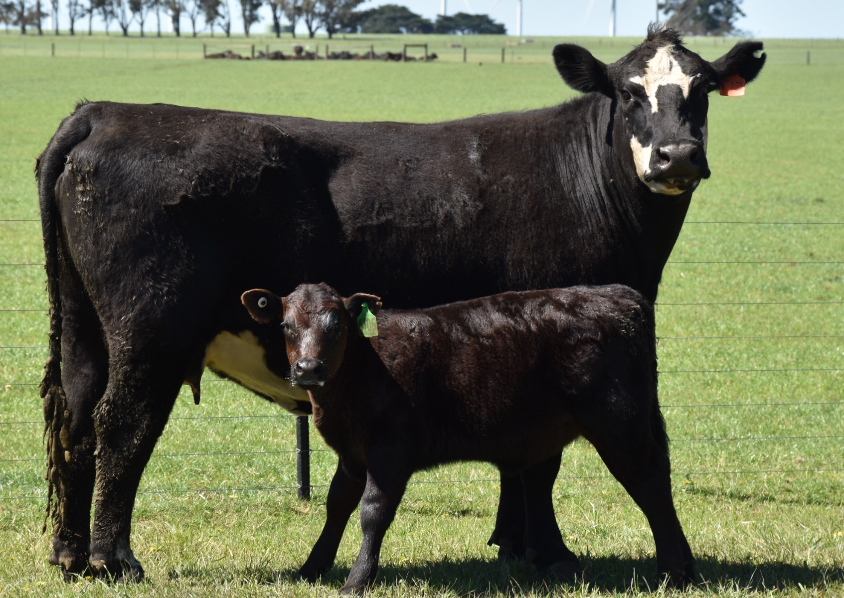 86 NSM Cows & 84 Calves | AuctionsPlus