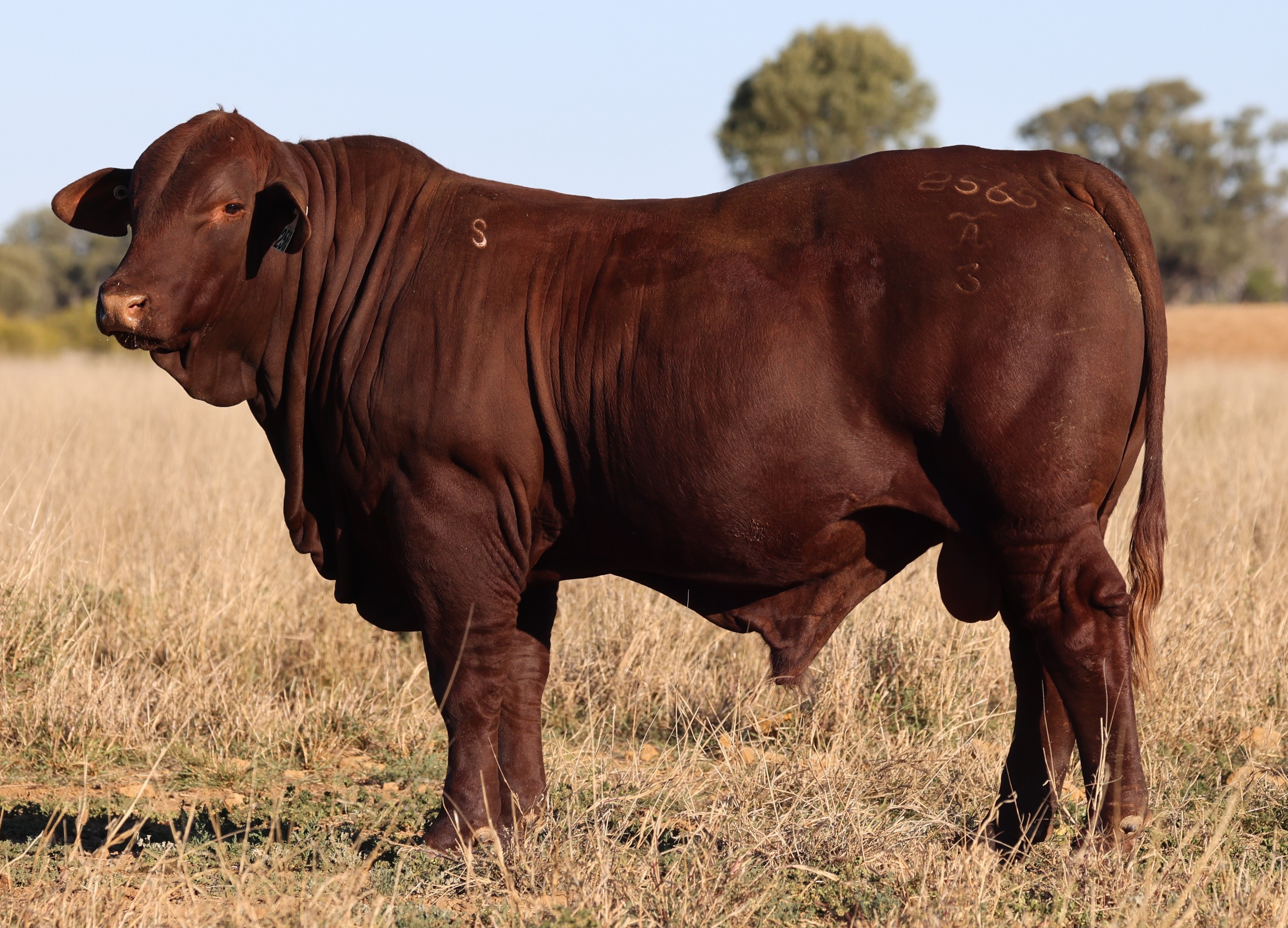 Forest Park Santa Gertrudis Stud