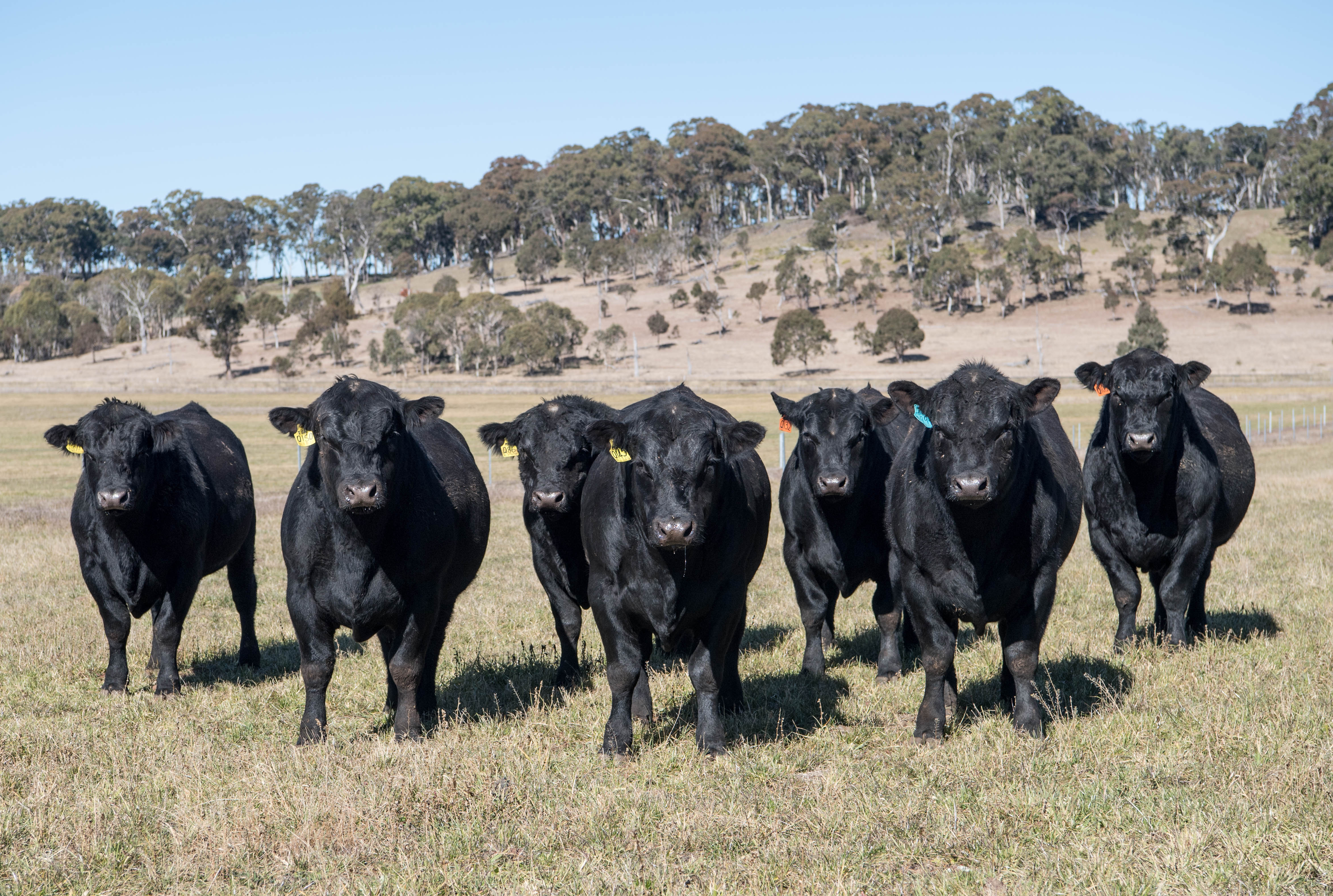Bald Blair Angus Stud