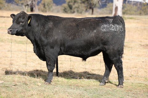 LAWSONS ANGUS ROMA BULL SALE - Auction 496 | AuctionsPlus