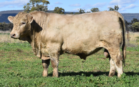 WALLAWONG TWIN ENGINE T1985 (HERD BULL)