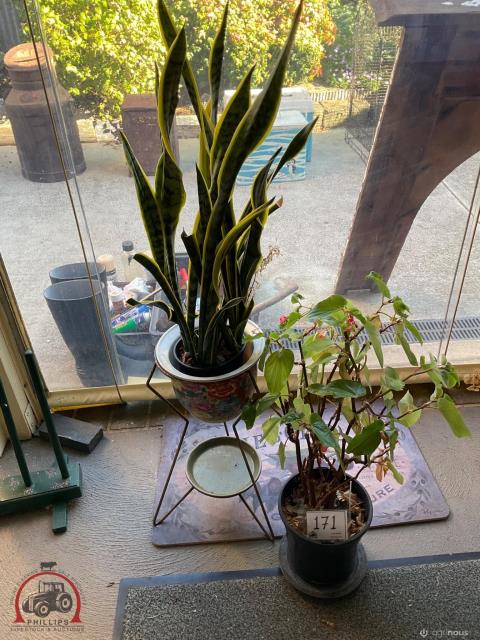 171 · 2 x Indoor Plants & Stand
