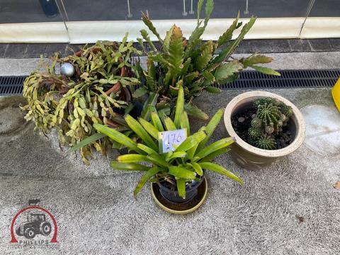 176 · Assorted Potted Plants