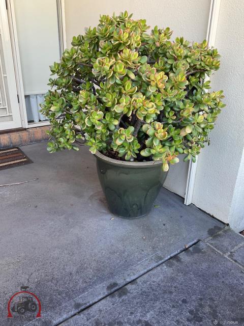 224 · 2 x Potted Jade Plants