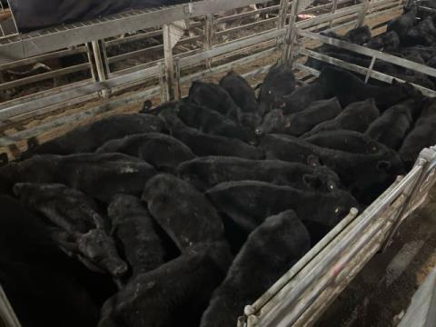 001 · 11 Angus X Angus Grown Steers 502.30kg (Total weight: 5525kg)