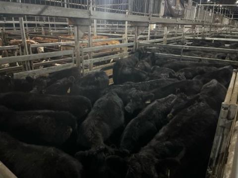 002 · 11 Angus X Grown Steers 559.10kg (Total weight: 6150kg)