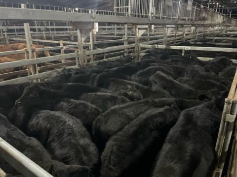 003 · 30 Angus X Angus Grown Steers 512.50kg (Total weight: 15375kg)