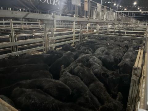 004 · 52 Angus X Angus Grown Steers 423.80kg (Total weight: 22040kg)