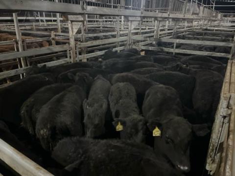 005 · 37 Angus X Angus Grown Steers 395kg (Total weight: 14615kg)