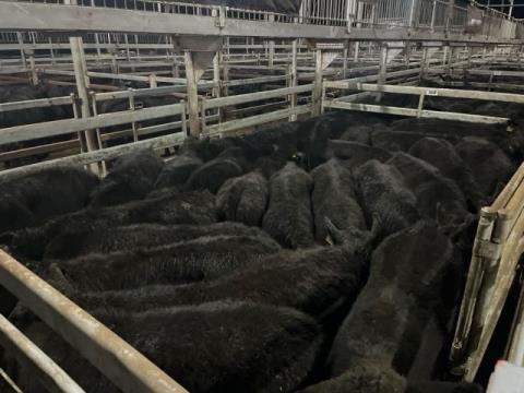006 · 28 Angus X Grown Steers 428.80kg (Total weight: 12005kg)