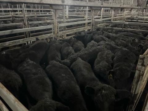 007 · 31 Angus X Grown Steers 388.40kg (Total weight: 12040kg)