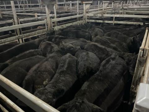 008 · 16 Angus X Angus Grown Steers 463.40kg (Total weight: 7415kg)