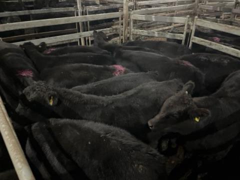 009 · 10 Angus X Angus Grown Steers 420kg (Total weight: 4200kg)
