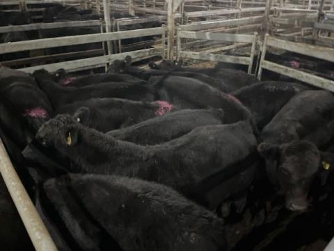 010 · 18 Angus X Angus Grown Steers 388.60kg (Total weight: 6995kg)