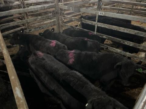 011 · 11 Angus X Grown Steers 421.40kg (Total weight: 4635kg)