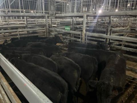 012 · 19 Angus X Grown Steers 373.70kg (Total weight: 7100kg)