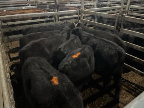 013 · 12 Angus X Angus Grown Steers 388.80kg (Total weight: 4665kg)