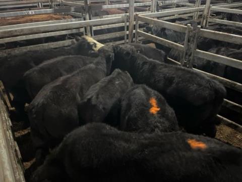014 · 64 Angus X Angus Grown Steers 357.30kg (Total weight: 22870kg)