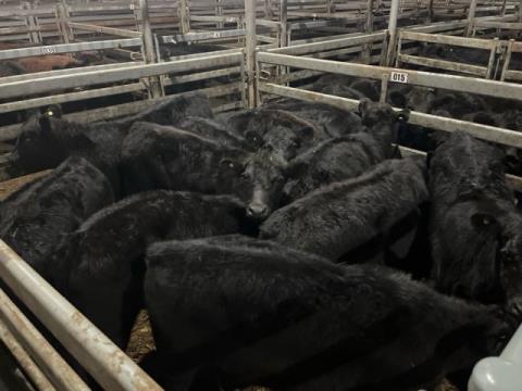 015 · 17 Angus X Angus Grown Steers 387.60kg (Total weight: 6590kg)