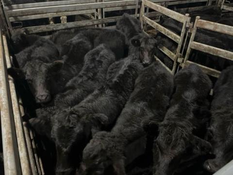 016 · 16 Angus Grown Steers 458.80kg (Total weight: 7340kg)