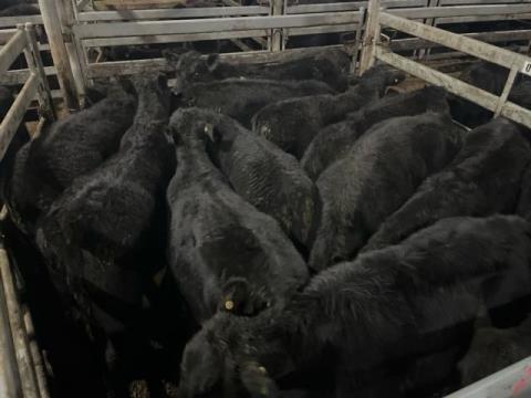 017 · 9 Angus Grown Steers 506.10kg (Total weight: 4555kg)