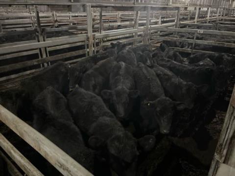 018 · 29 Angus Grown Steers 452.60kg (Total weight: 13125kg)