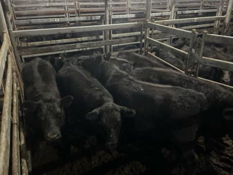 019 · 12 Angus Grown Steers 417.10kg (Total weight: 5005kg)