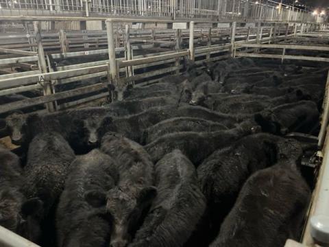 020 · 8 Angus X Grown Steers 451.90kg (Total weight: 3615kg)