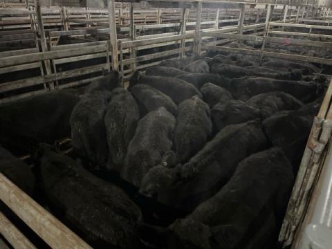 021 · 9 Angus Grown Steers 560kg (Total weight: 5040kg)