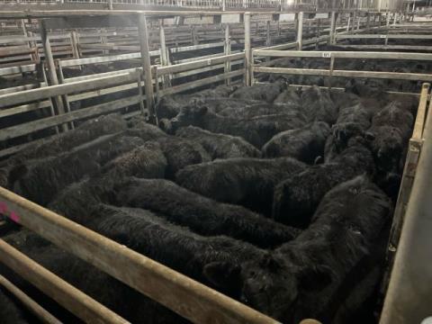 022 · 6 Angus Grown Steers 566.70kg (Total weight: 3400kg)