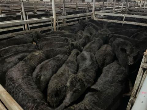 023 · 15 Angus Grown Steers 533.70kg (Total weight: 8005kg)