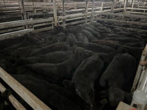 024 · 28 Angus Grown Steers 469.60kg (Total weight: 13150kg)