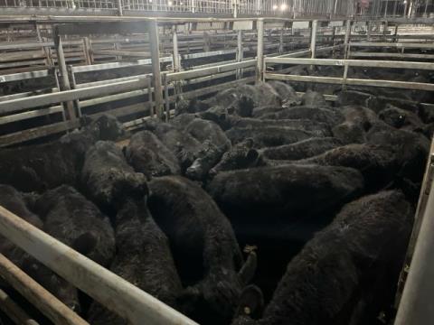 025 · 12 Angus Grown Steers 475.80kg (Total weight: 5710kg)