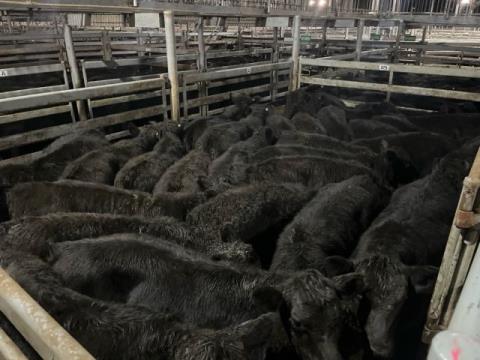 026 · 26 Angus X Hereford Grown Steers 374.40kg (Total weight: 9735kg)