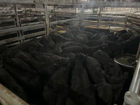 027 · 33 Angus X Hereford Grown Steers 365kg (Total weight: 12045kg)