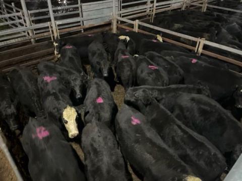 357 · 5 Red Angus Heifer 301kg (Total weight: 1505kg)
