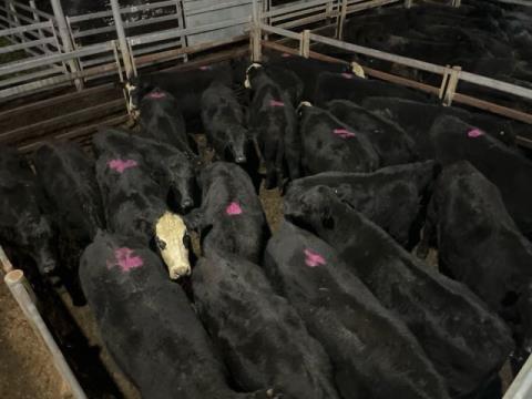358 · 10 Hereford Grown Heifers 344kg (Total weight: 3440kg)