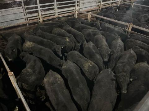 359 · 4 Hereford Weaner Heifers 326.30kg (Total weight: 1305kg)