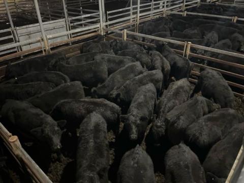360 · 2 Angus X Hereford Weaner Heifers 360kg (Total weight: 720kg)
