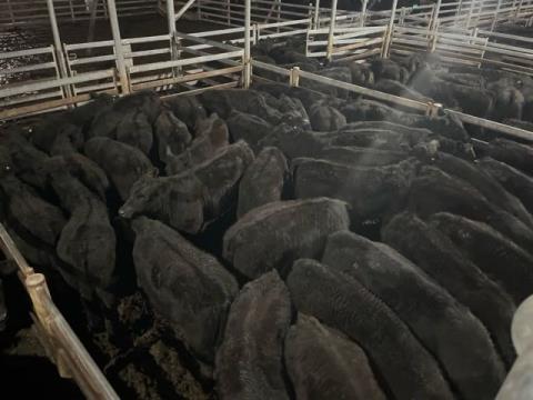 361 · 59 Angus X Angus Weaner Heifers 289.20kg (Total weight: 17060kg)