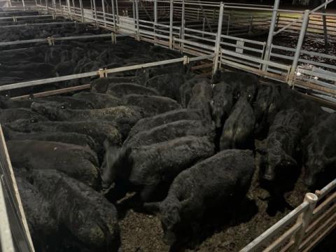 362 · 28 Angus X Angus Weaner Heifers 262.30kg (Total weight: 7345kg)