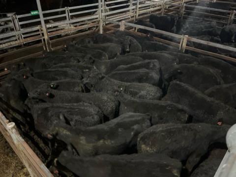 363 · 18 Angus X Weaner Heifers 296.10kg (Total weight: 5330kg)