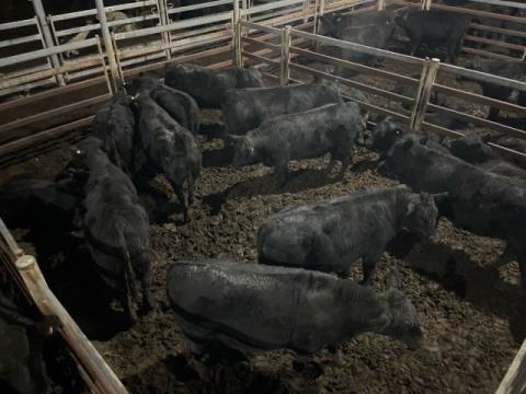 364 · 45 Angus X Weaner Heifers 258.20kg (Total weight: 11620kg)