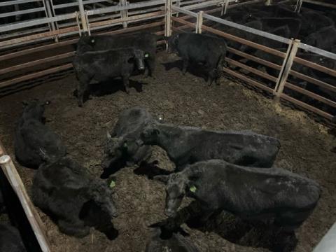 365 · 7 Angus X Weaner Heifers 315kg (Total weight: 2205kg)