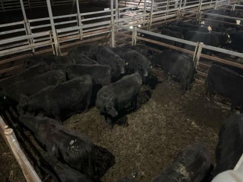 366 · 1 Speckle Park Weaner Heifers 400kg (Total weight: 400kg)